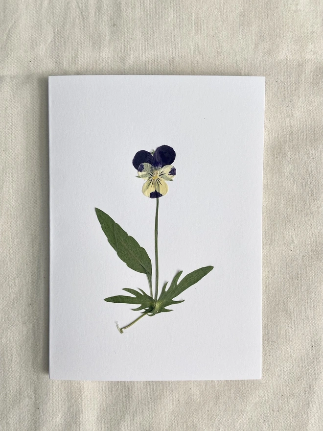 White greeting card with cream and purple pansy flower