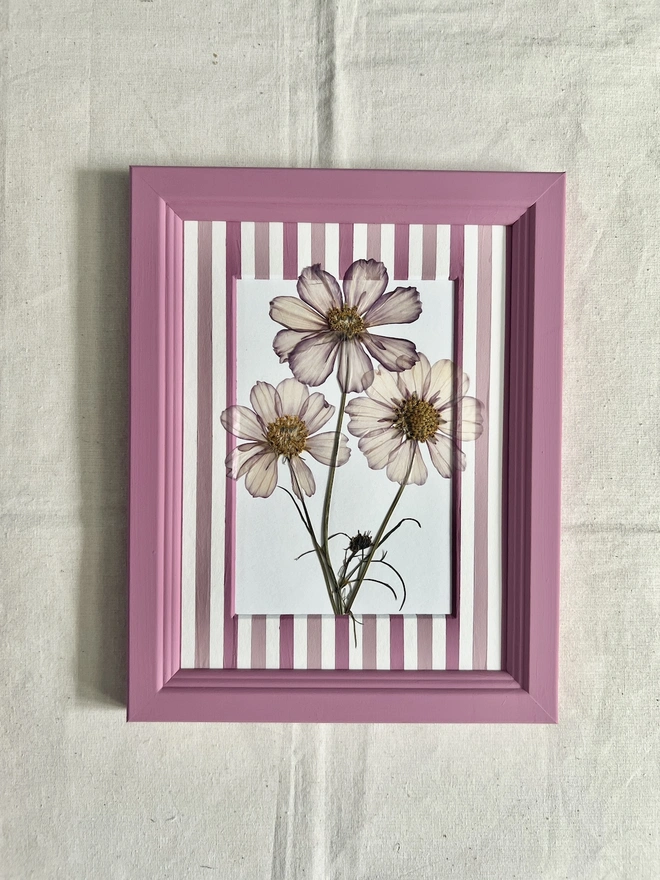 pressed cosmos flowers in hand painted pink frame