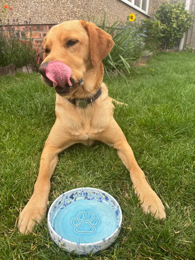 Shoreline Dog Bowl, a colourful dog bowl on a patch of grass, accompanied by a dog.