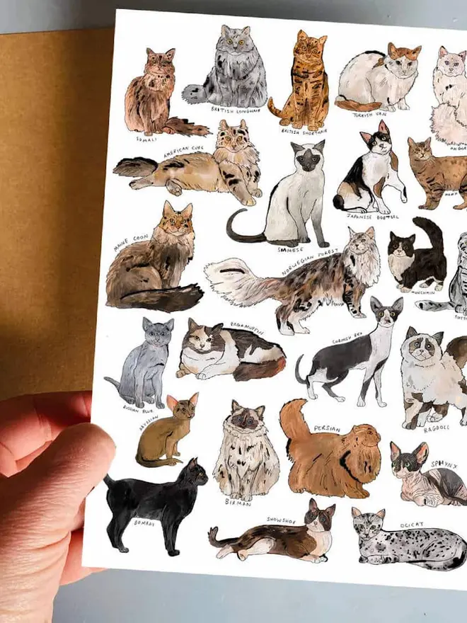Pets Temporary Tattoos, a hand holds a white sheet featuring illustrations of various cat breeds with handwritten labels.