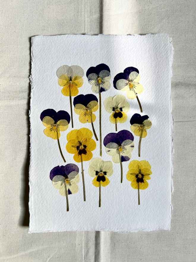 Pressed pansy flowers on handmade paper