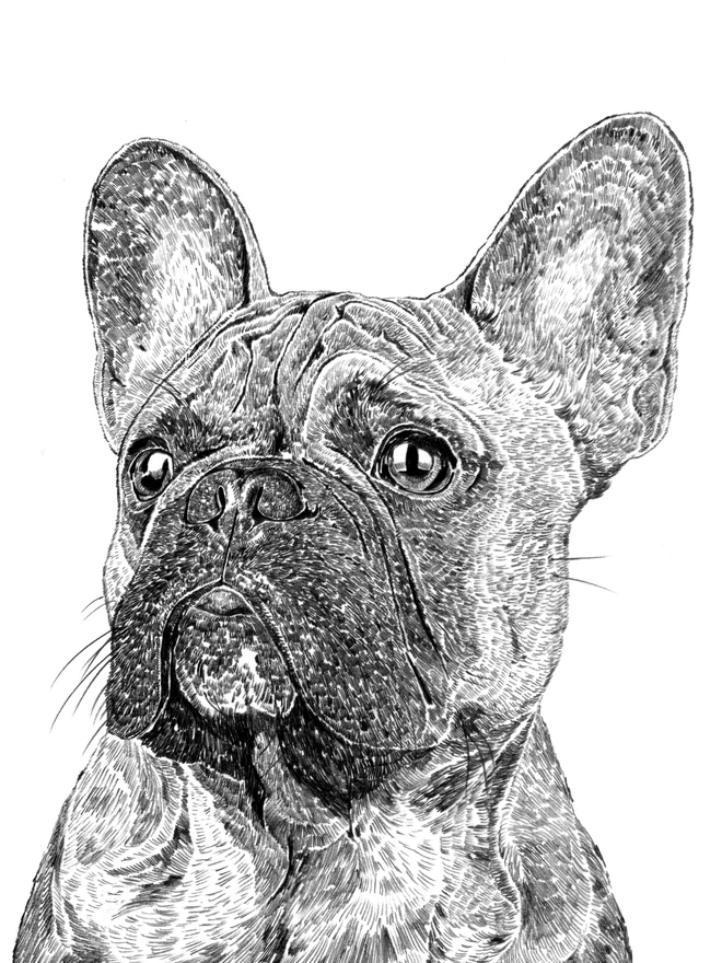 Detail of the French Bulldog portrait