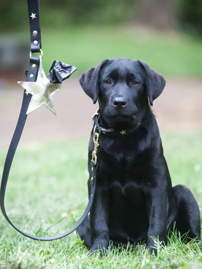 Black Leather Dog Lead with Brass Star Studs with Labrador Puppy