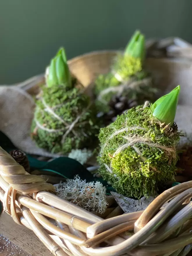 Three individual Hyacinth Kokedama bulbs wrapped in moss and soil,  string attached to hang in any location, sits in a small wicker basket with a pine cone, a dark green velvet ribbon one cm wide hangs across the basket, together with a thicker band of hessian looking material drapes over the basket, dried moss and a wooden bark star can also be seen.