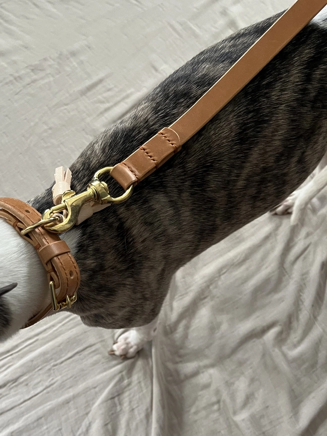crop of whippet wearing caramel dog collar and lead