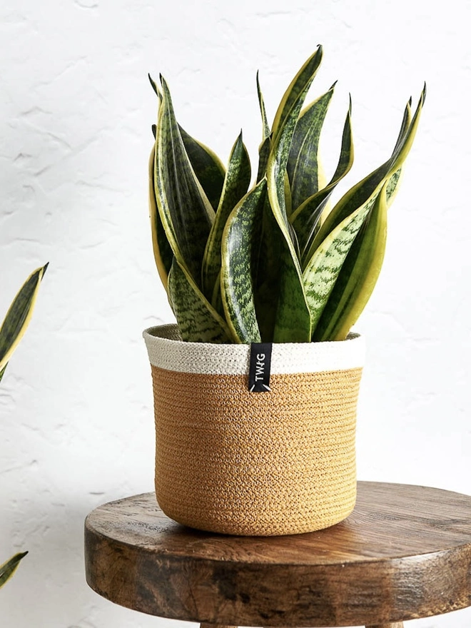 Medium natural cotton plant pot