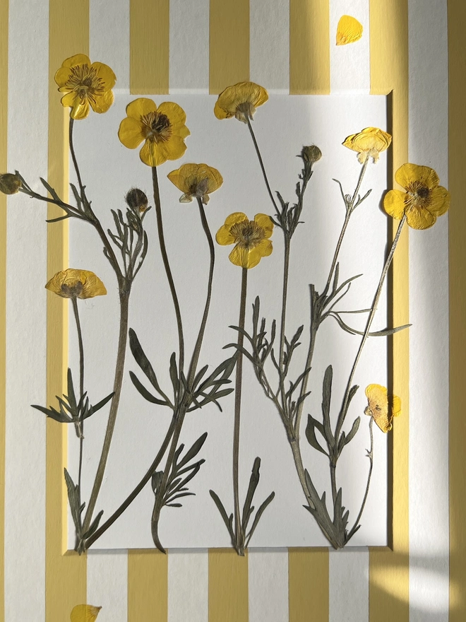 close up of pressed buttercup flowers