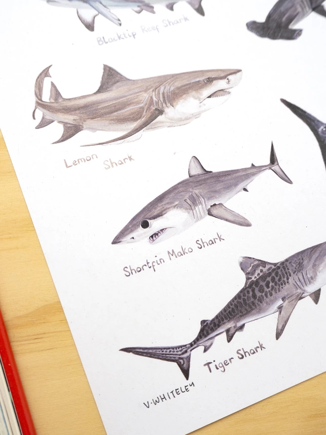 a close up of the print with a white background featuring a selection of sharks