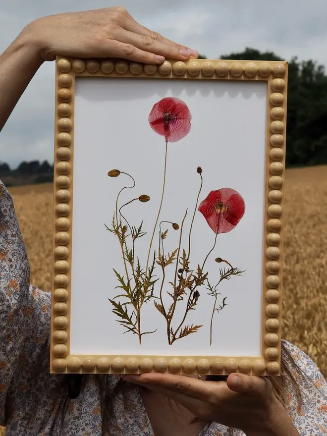 Pressed Field Poppy Print, a woman holding a poppy print in a field. 