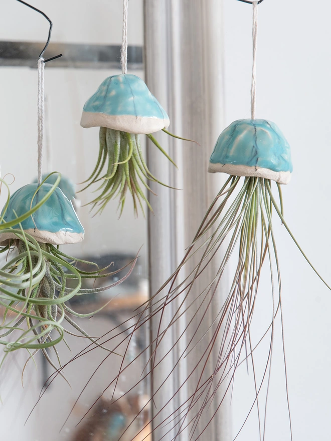 juncifolia airplant in ceramic hanging shell to look like a long tendrilled jellyfish