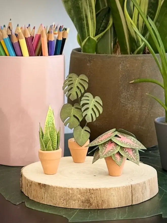 Finished paper plants