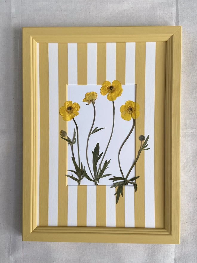 Framed yellow butercups flowers in hand painted stripe mount