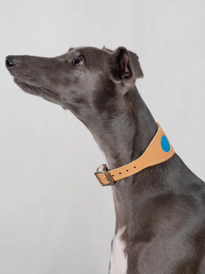 Greyhound wearing a hound collar