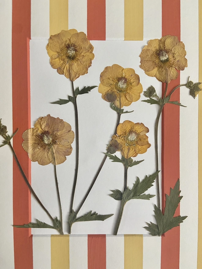 Close up of pressed geum flowers