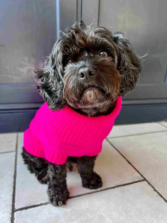 fandango pink dog jumper 