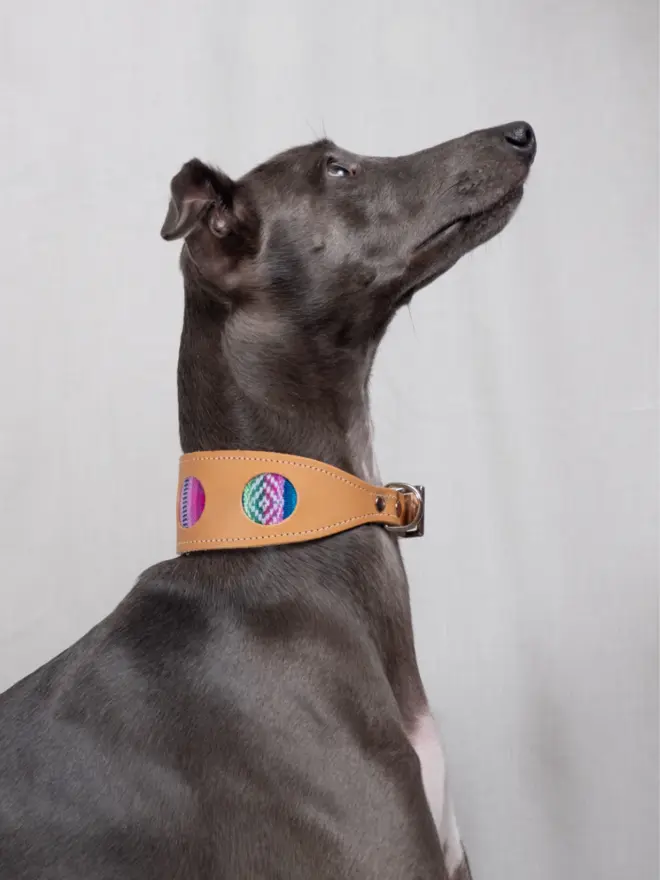 Greyhound wearing a hound collar