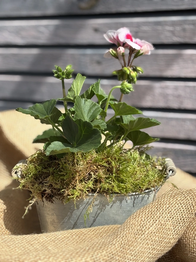 Two tone tender geranium close up