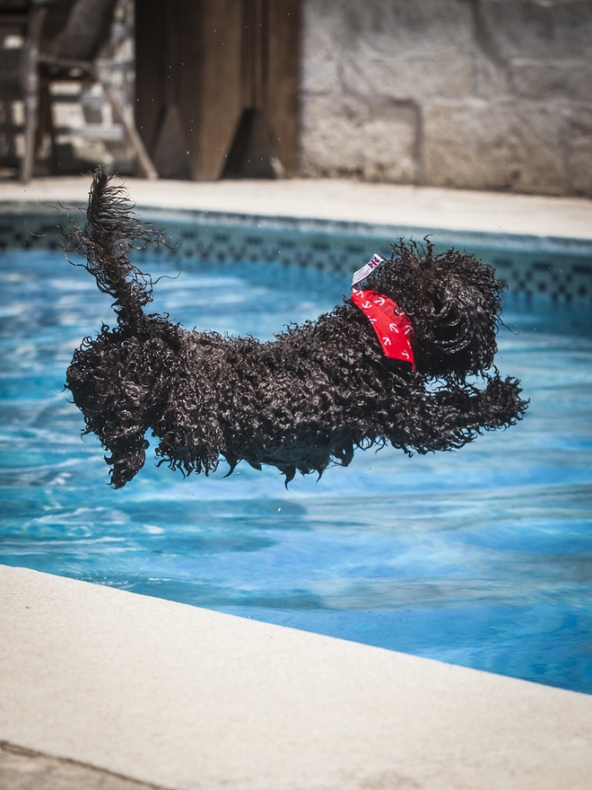 anchor bandana on miniature poodle leaping into the water