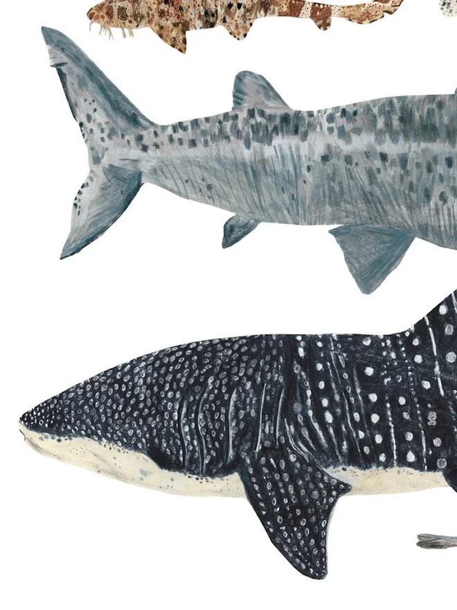 Sharks Print