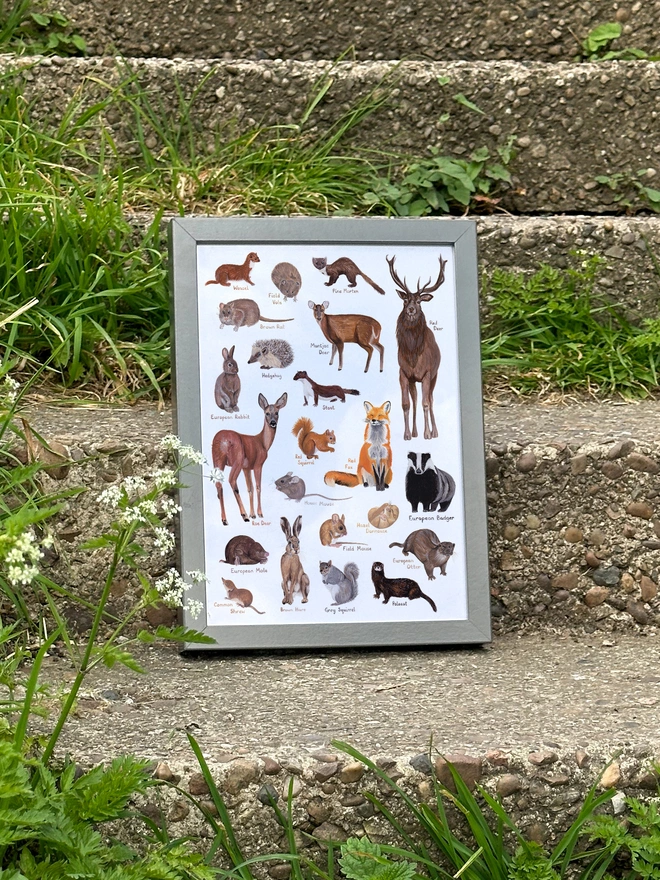 a print featuring illustrations of british mammals