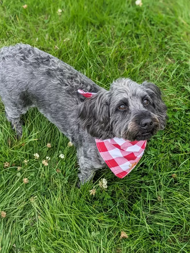 Red & White checkered dog bandana worn by a small black and grey Dog, on a green grass background