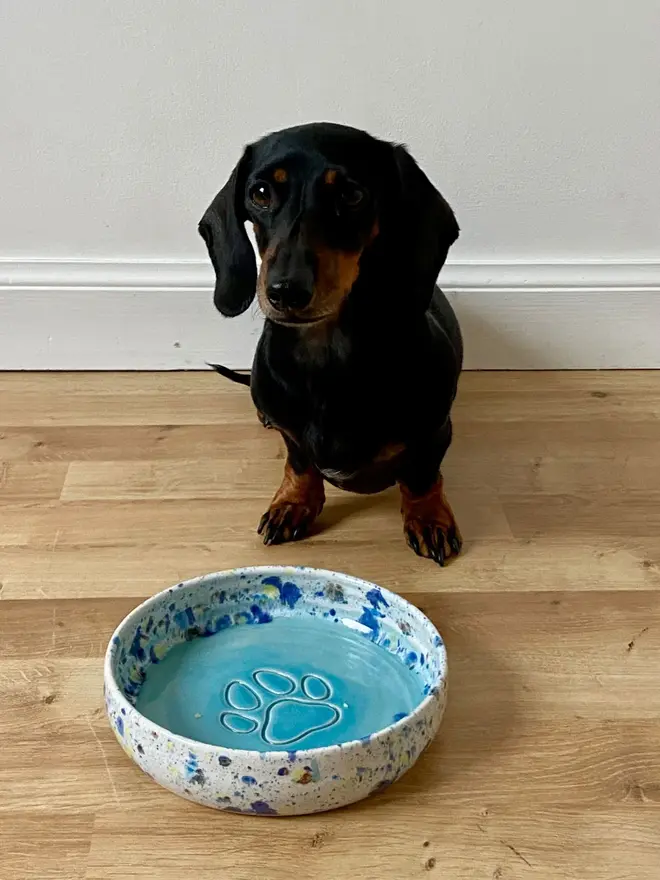 Shoreline Dog Bowl, a colourful dog bowl on a wooden surface, accompanied by a dog.