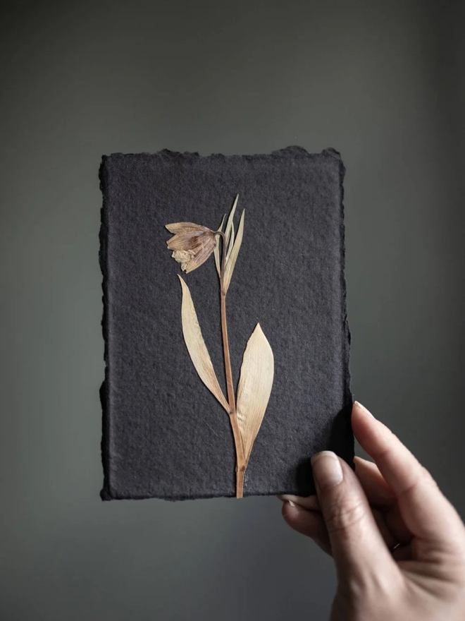 pressed flower framed artwork