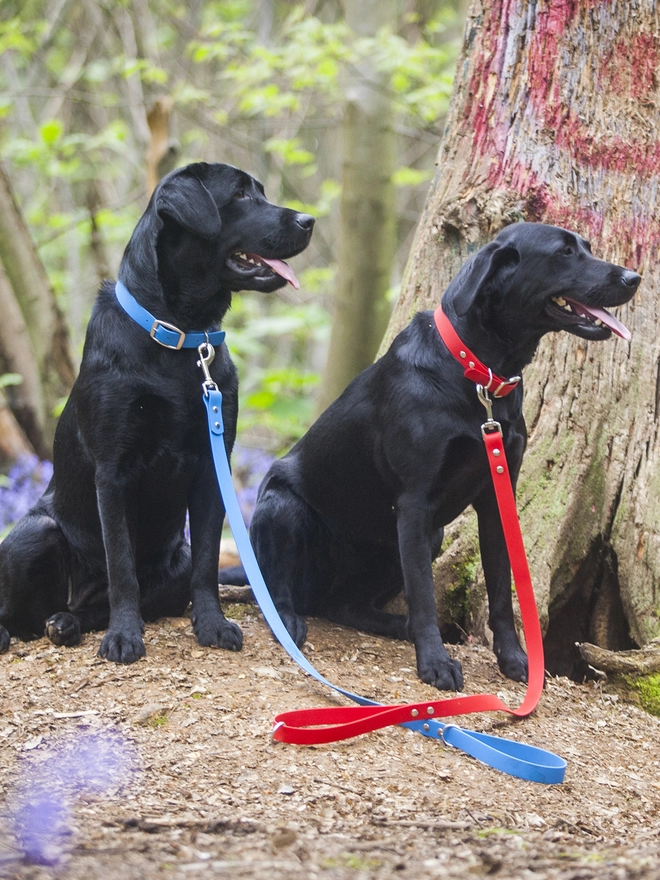 Red and Blue Biothane Dog Collars and Leads Vegan