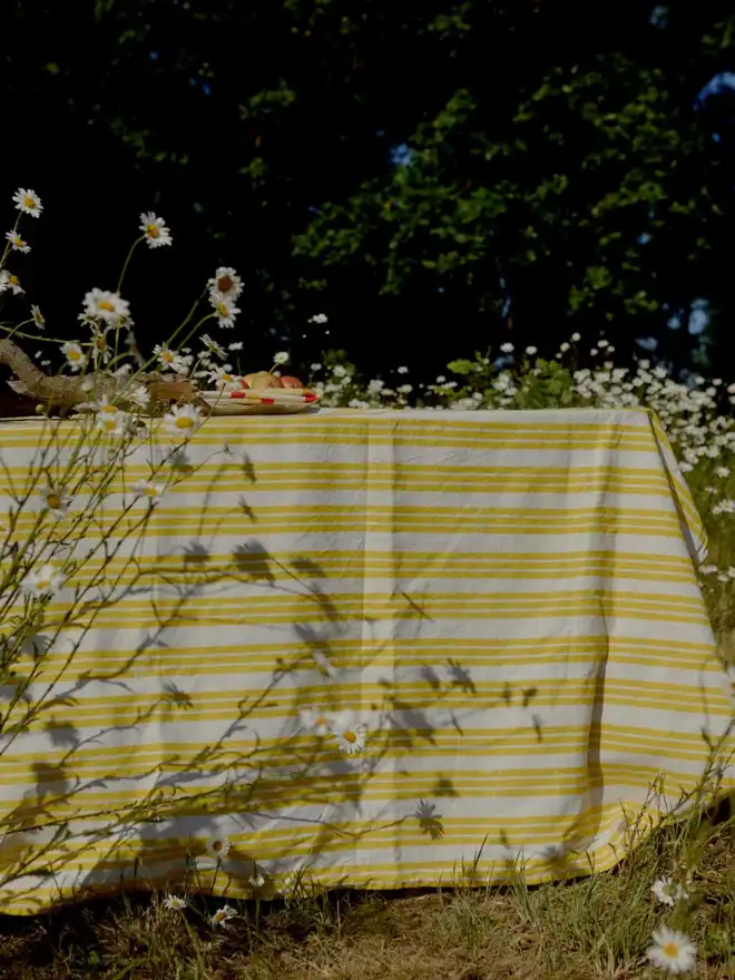 lemon yellow stripe tablecloth in a field 