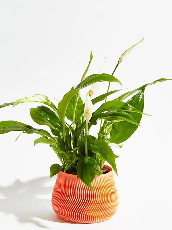 Sustainable 3D Printed Coral Orange Plant Pot, groovy design against a white background.