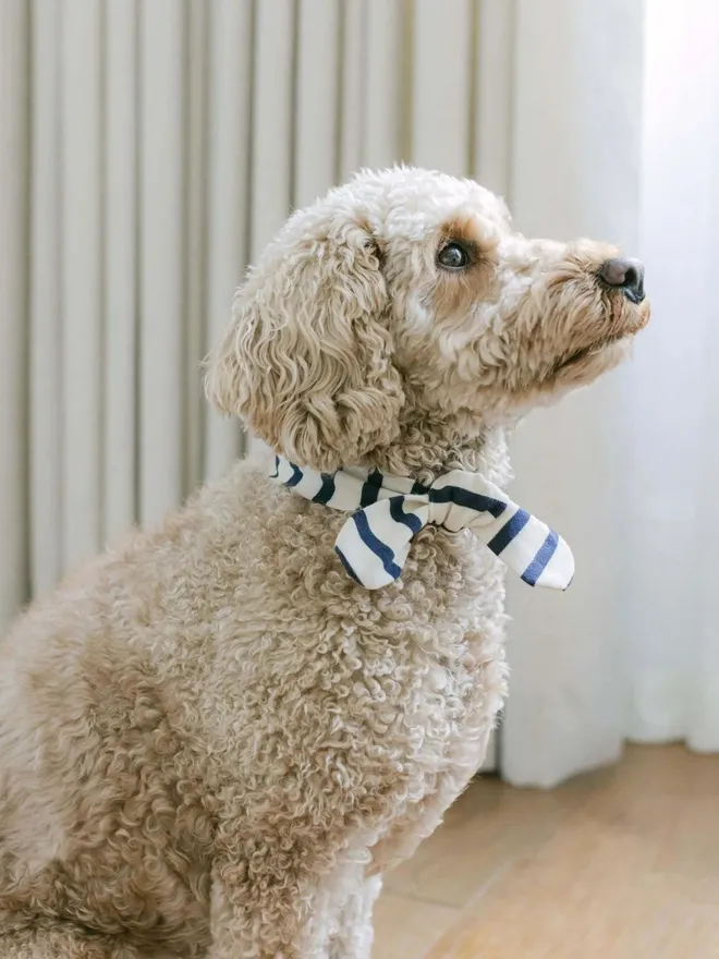 Handmade Organic Breton Dog Necktie