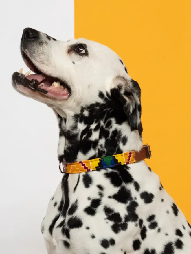 Cute dog wearing a colourful dog collar