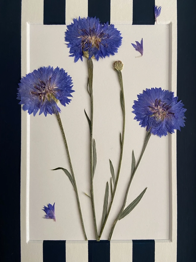 Close up of pressed blue cornflowers 