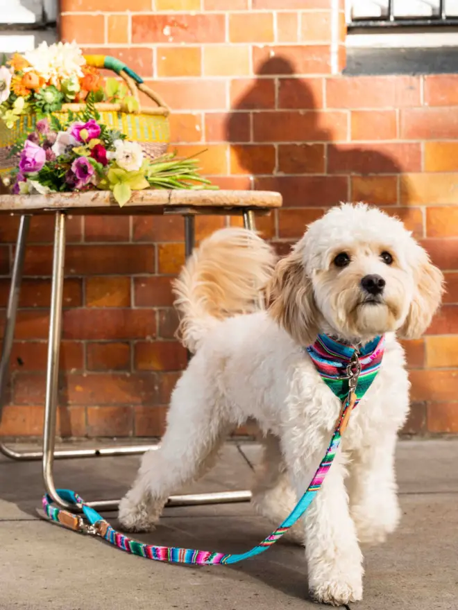 Blue dog lead clipped around a table leg