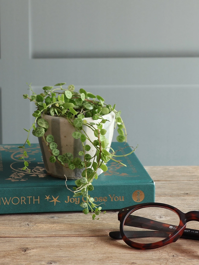 Mini Handmade Ceramic Stoneware Plant Pot in Blue and White Stripe sat on a book next to a pair of glasses on wooden table against a panelled background. The plant pot is filled with a green trailing plant. 