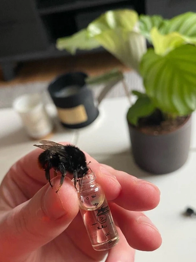 The Original Bee Revival Kit - Gold Edition
