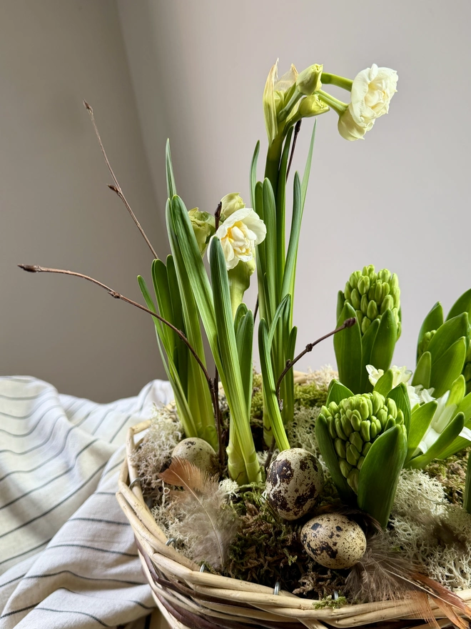 Spring bulbs with decorative quails eggs in a rattan basket