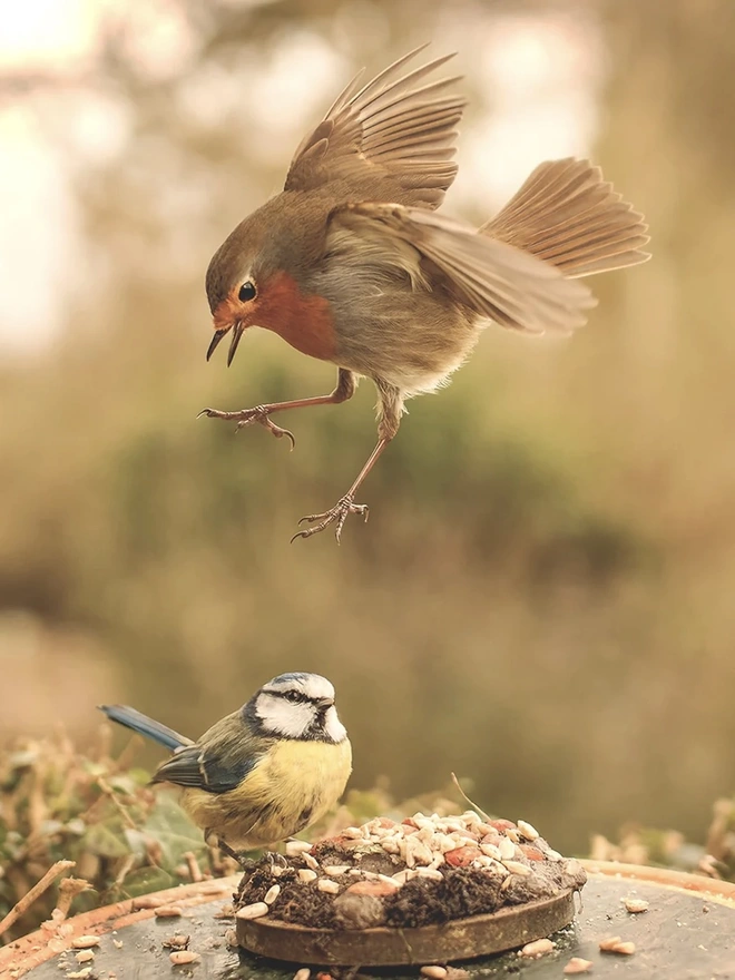 The Make a Pizza for the Birds Kit (Standard) 