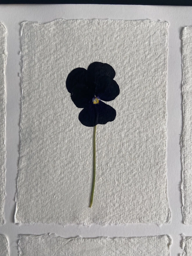 close up of pressed black pansy flower