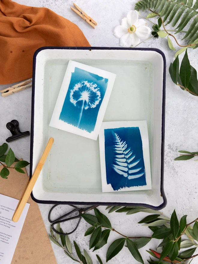 two cyanotype prints washing in a tray of water