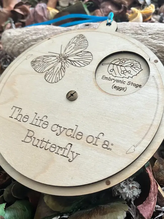 Wooden butterfly life cycle wheel with rotating panel, engraved illustrations, and viewing window showing the pupal stage (pupa), displayed on natural forest floor materials.