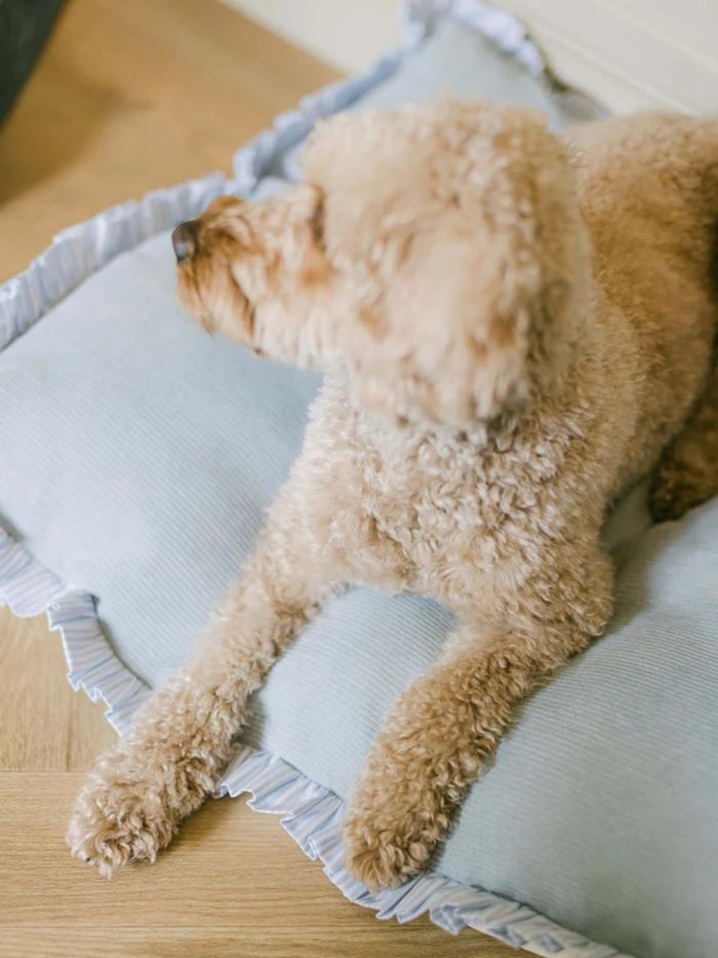 poodle on light blue corduroy dog cushion