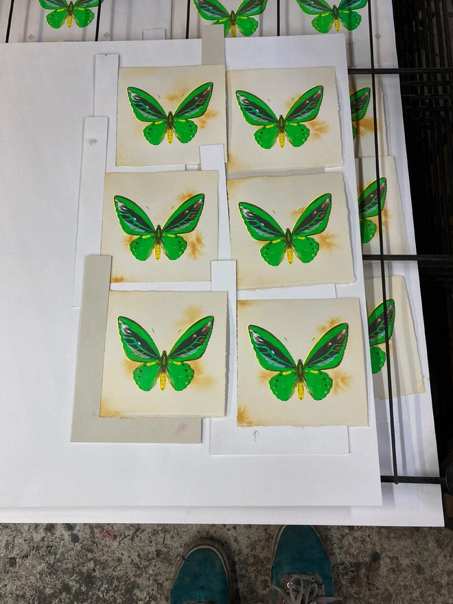 Limited Edition screenprint artwork of a Green Birdwing Butterfly by artist Kath Leone London