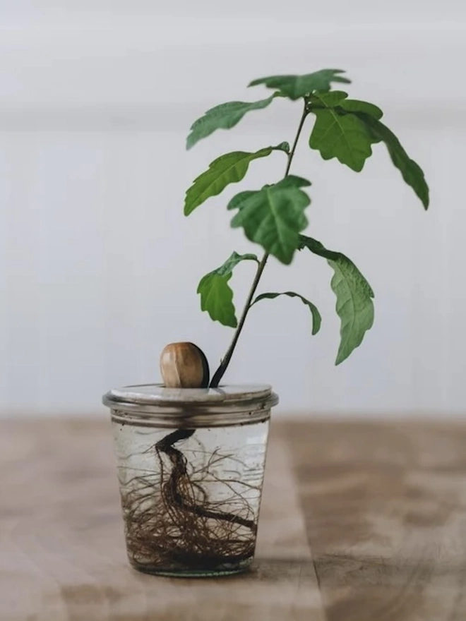 DIY Growing Kit, an avocado plant growing on a wooden surface in a glass jar, in front of a white backdrop.