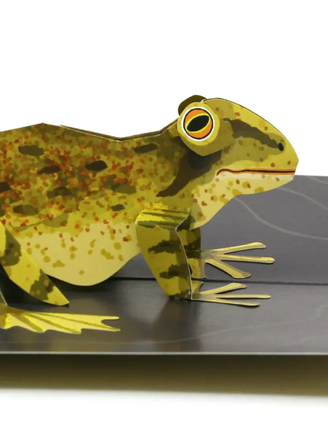 3d frog pop out card