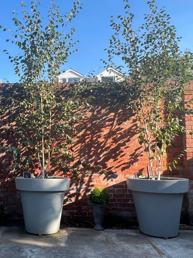 The Biggie in light grey offers a soft modern aesthetic combined with an expansive 421-litre planting volume. Its generous scale suits open terraces, commercial courtyards and minimalist garden designs. Durable, lightweight and weather-resistant, it balances refined style with everyday practicality.

