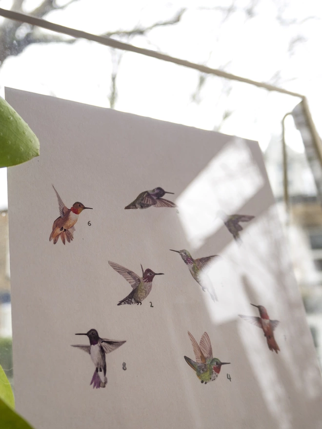 A print featuring a selection of tiny illustrations of hummingbirds