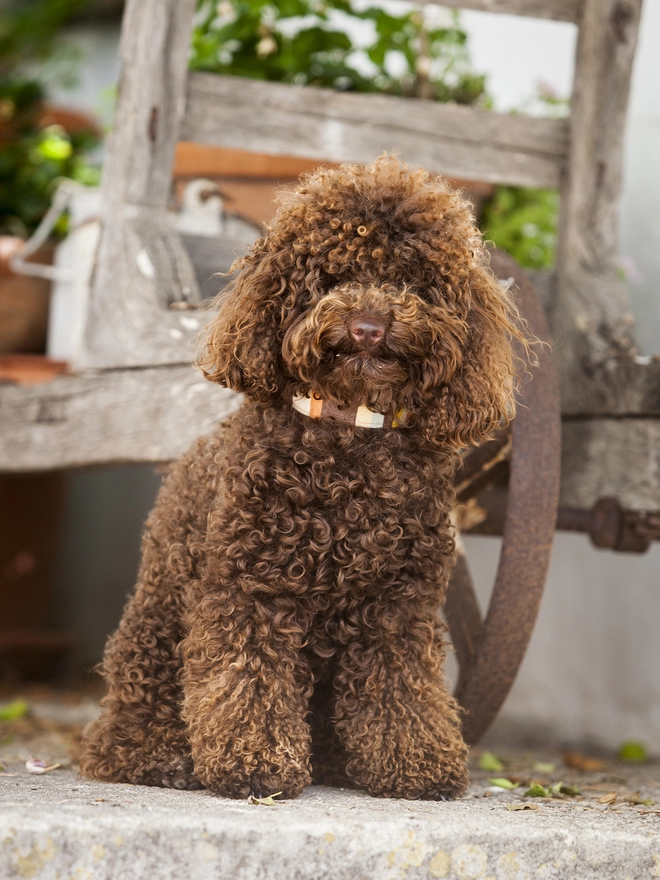 Brown Deckchair Stripe Dog Collar on Miniature Poodle