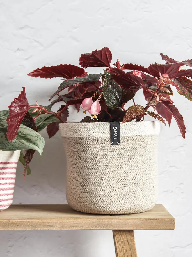 Medium natural cotton plant pot