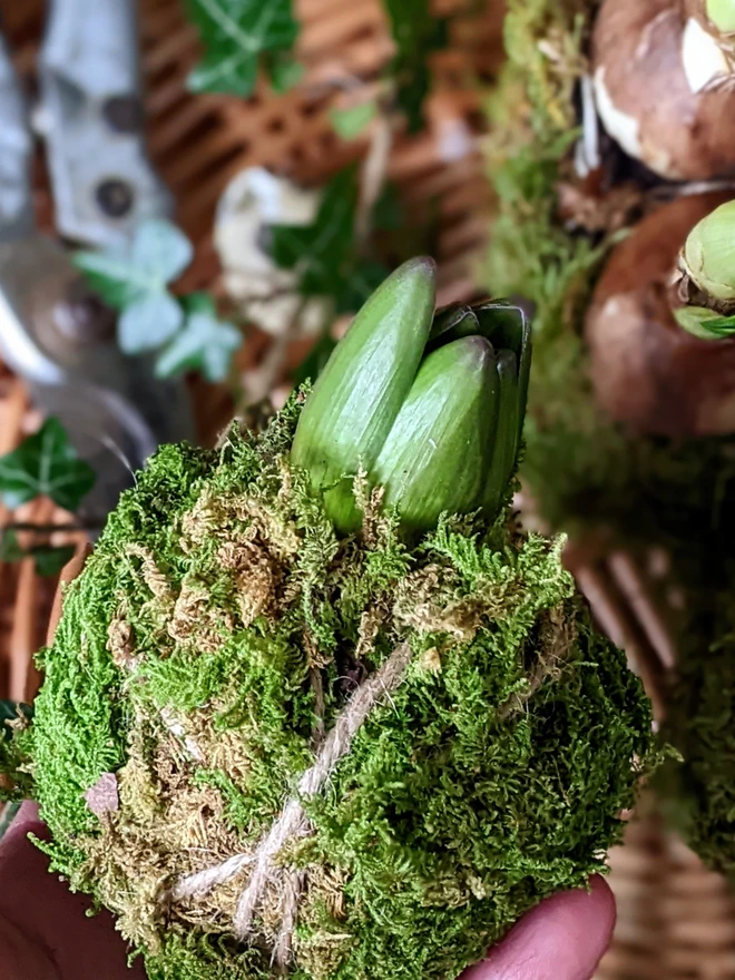 close up on a kokodama mossed hyacinth bulb